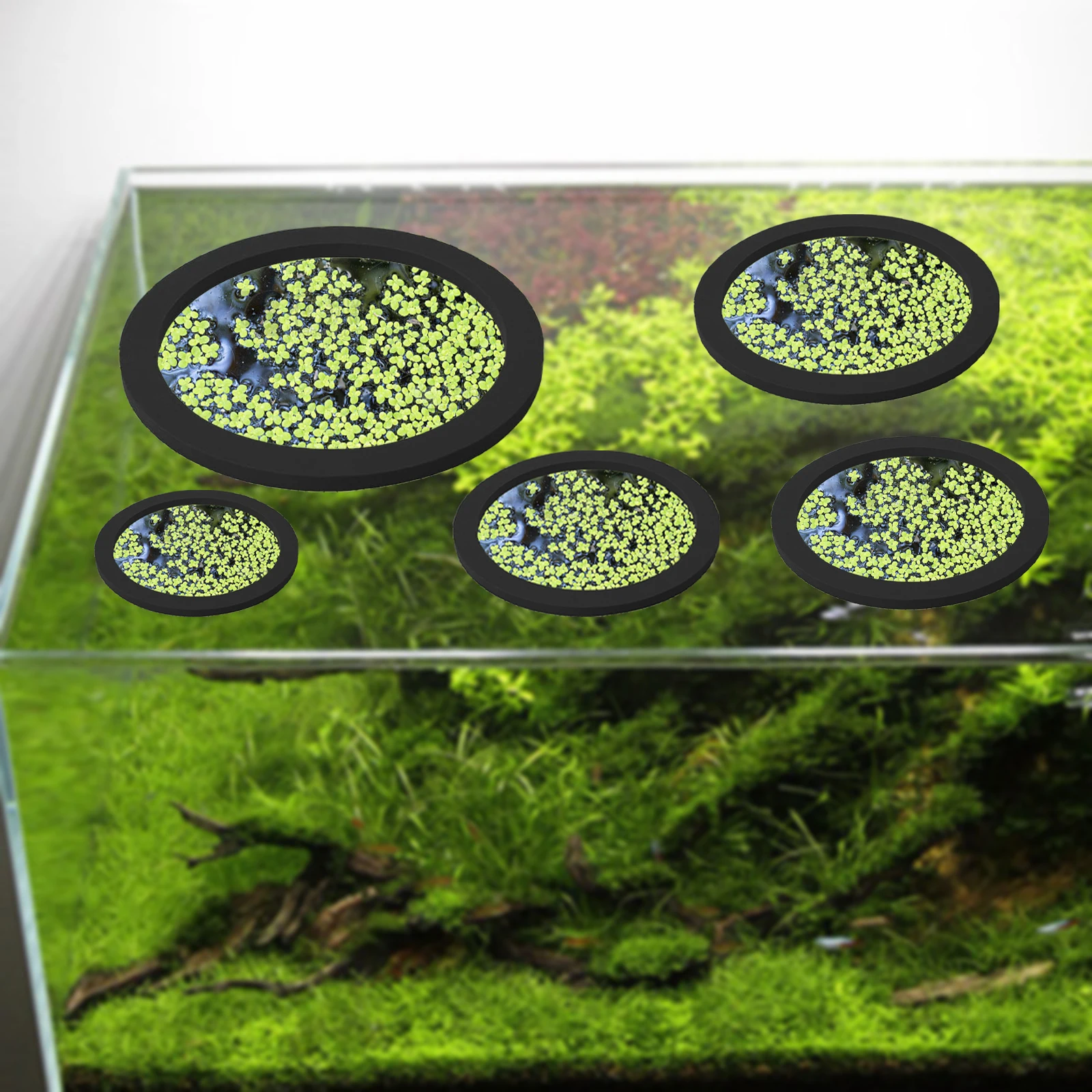5Pcs EVA Pierścień do karmieni – Planted Aquarium With Fish recenzja i cena